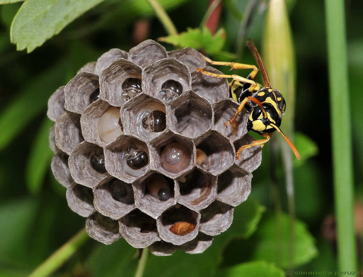 Polistes dominula (Vespidae)